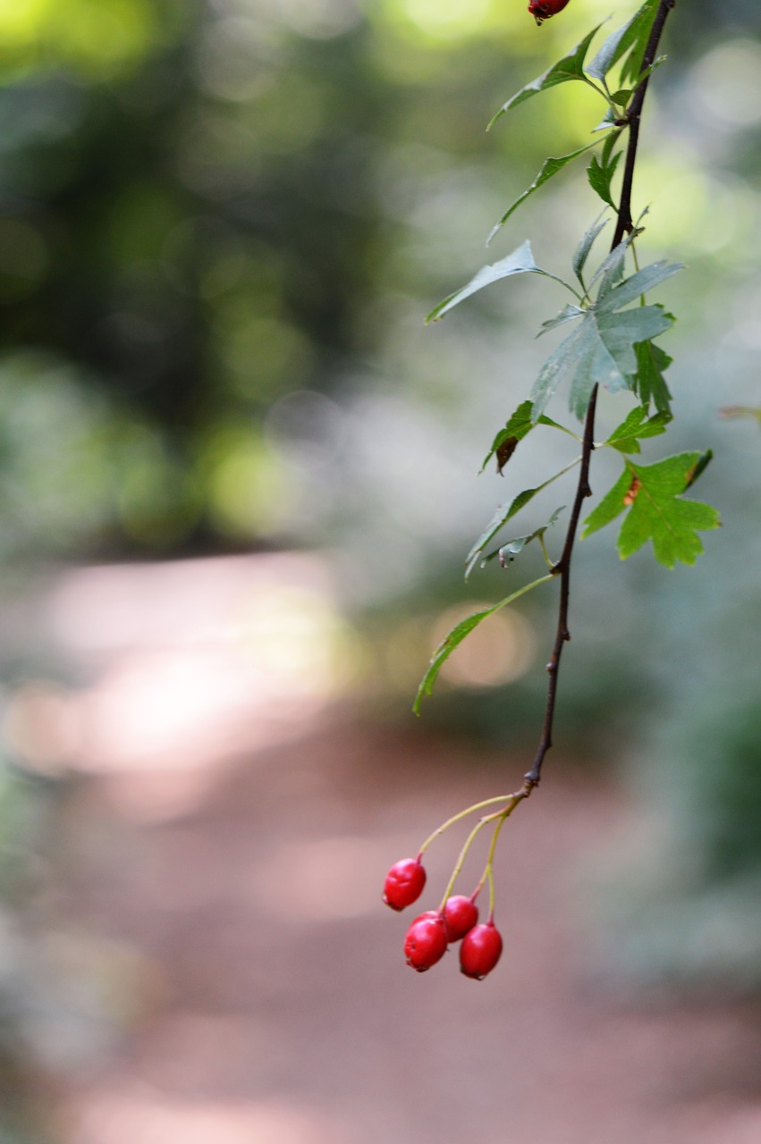 berries  forest  nature free photo