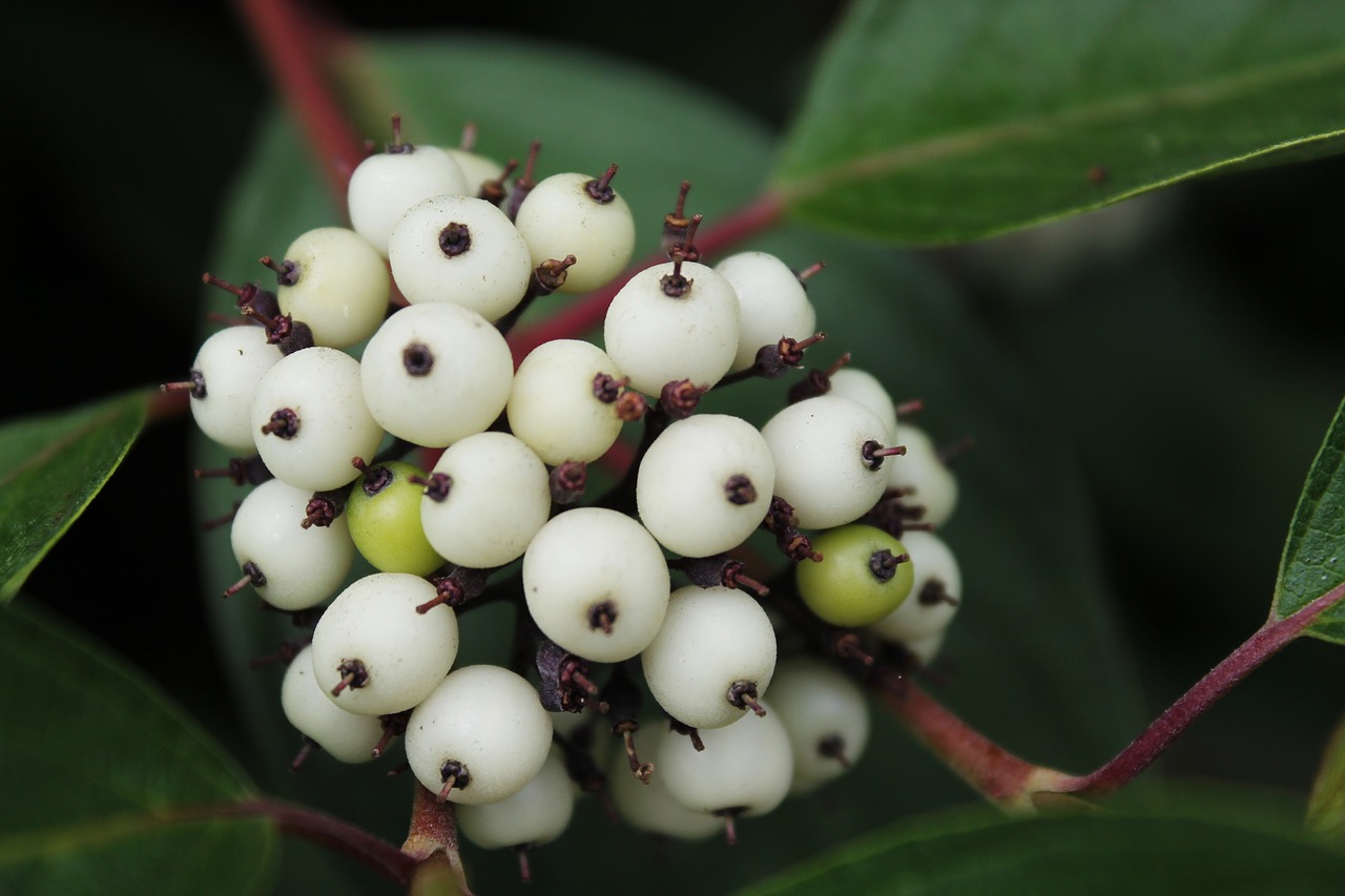 berries  fruit  fruits free photo