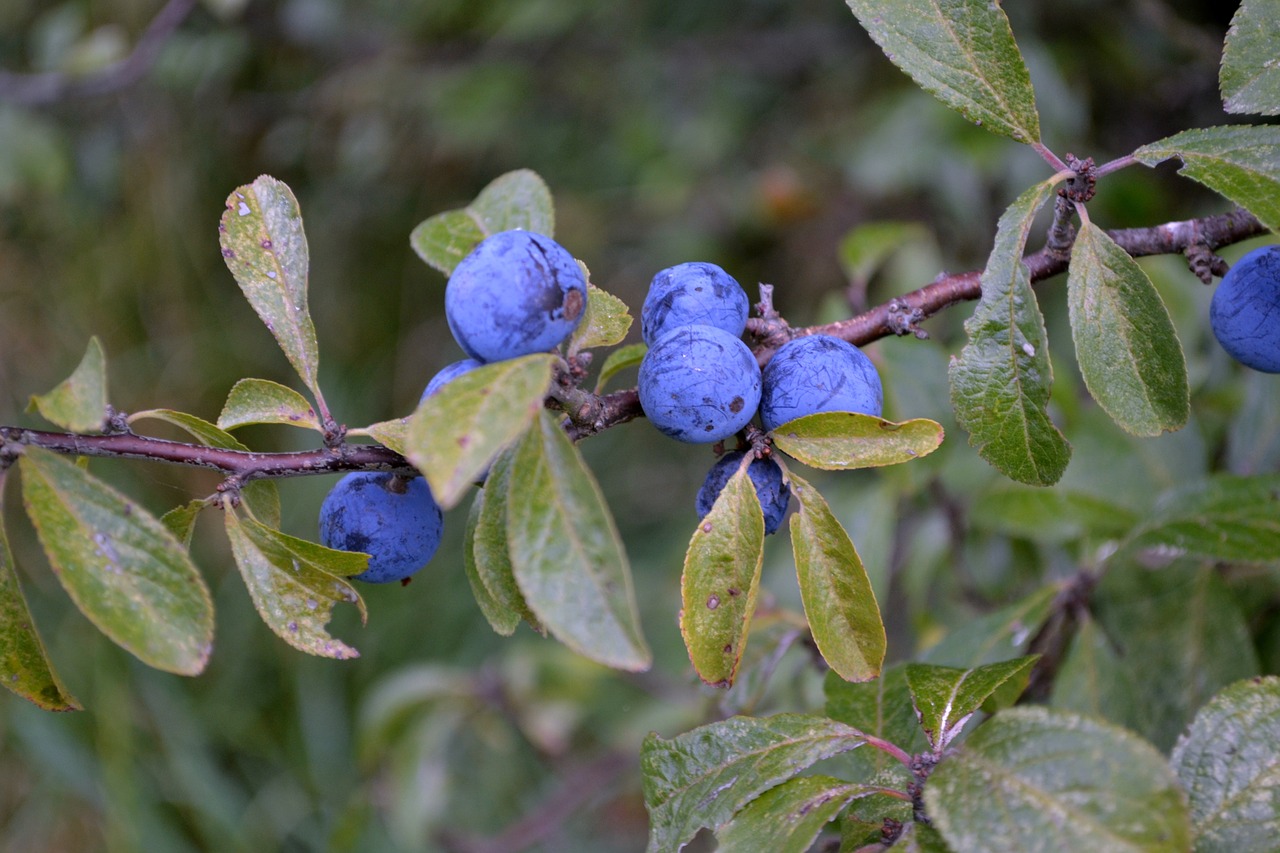 berries  plants  fruit free photo