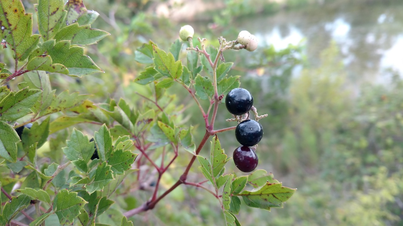 berries  bush  wild free photo