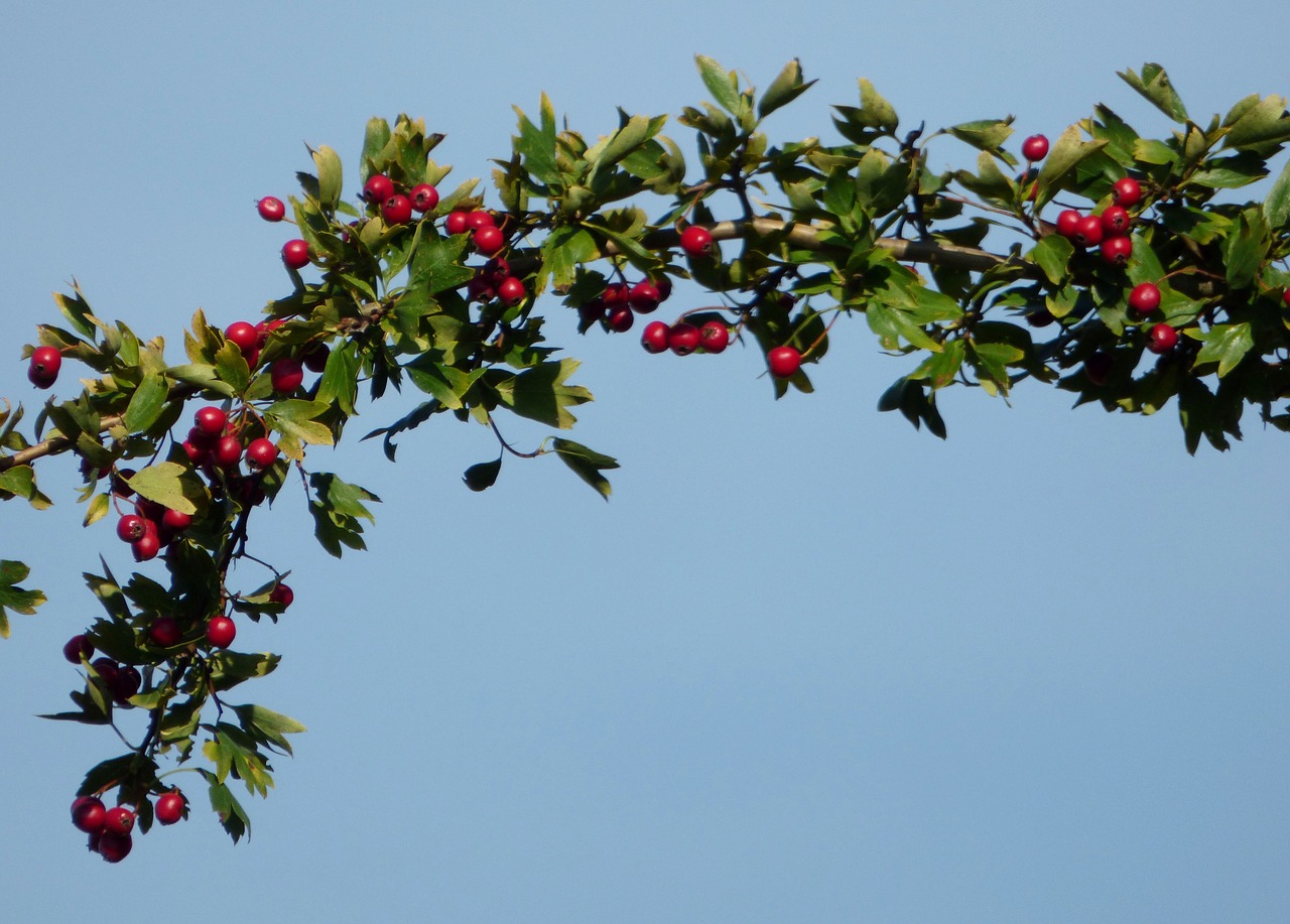 berries  red  wild free photo