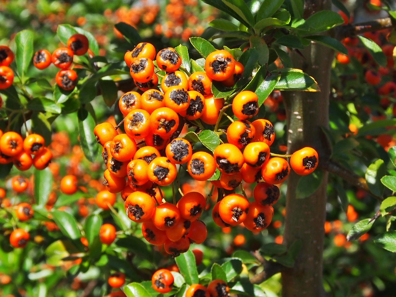 berries  autumn  orange free photo