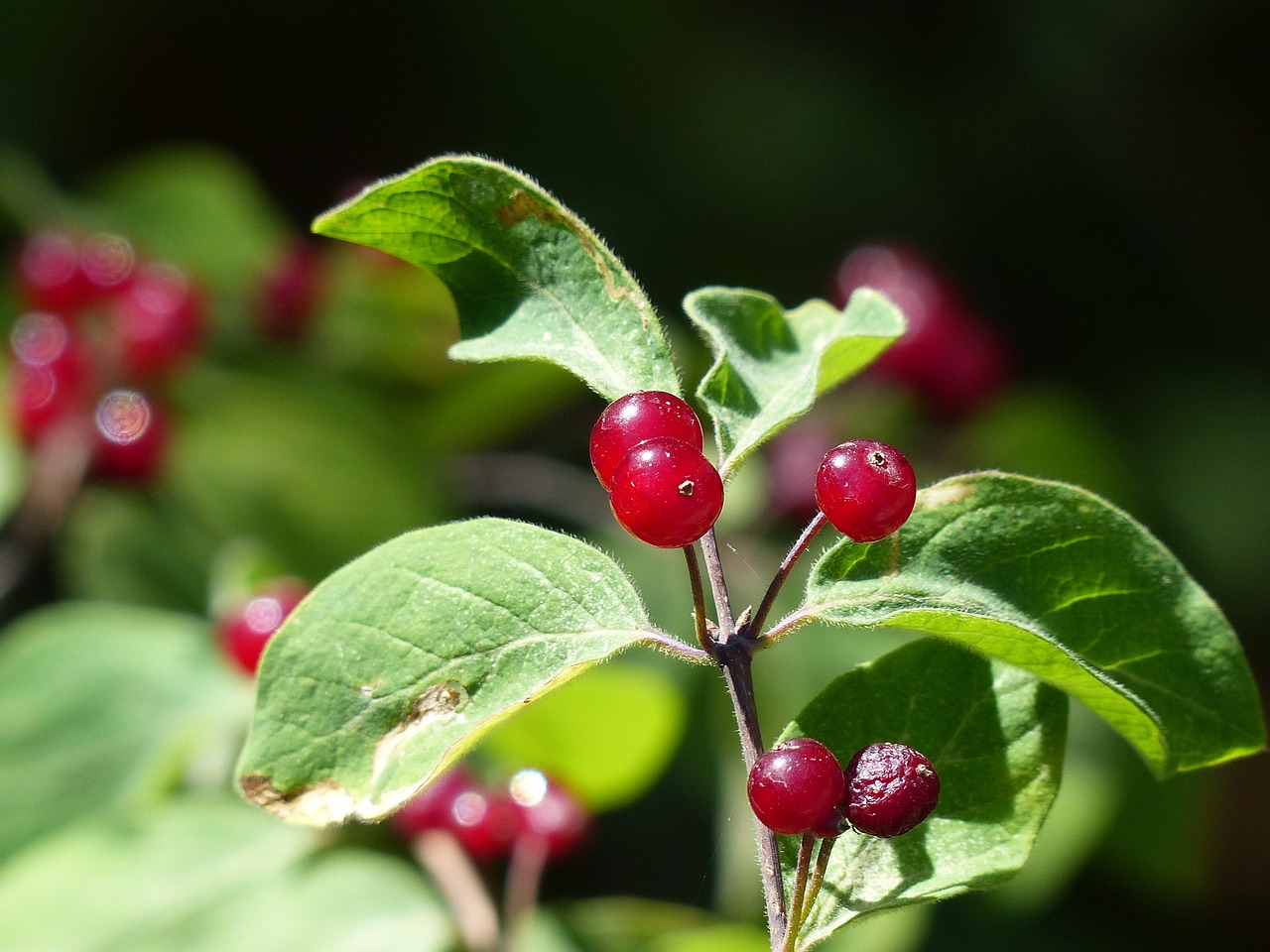 berries  wild  summer free photo