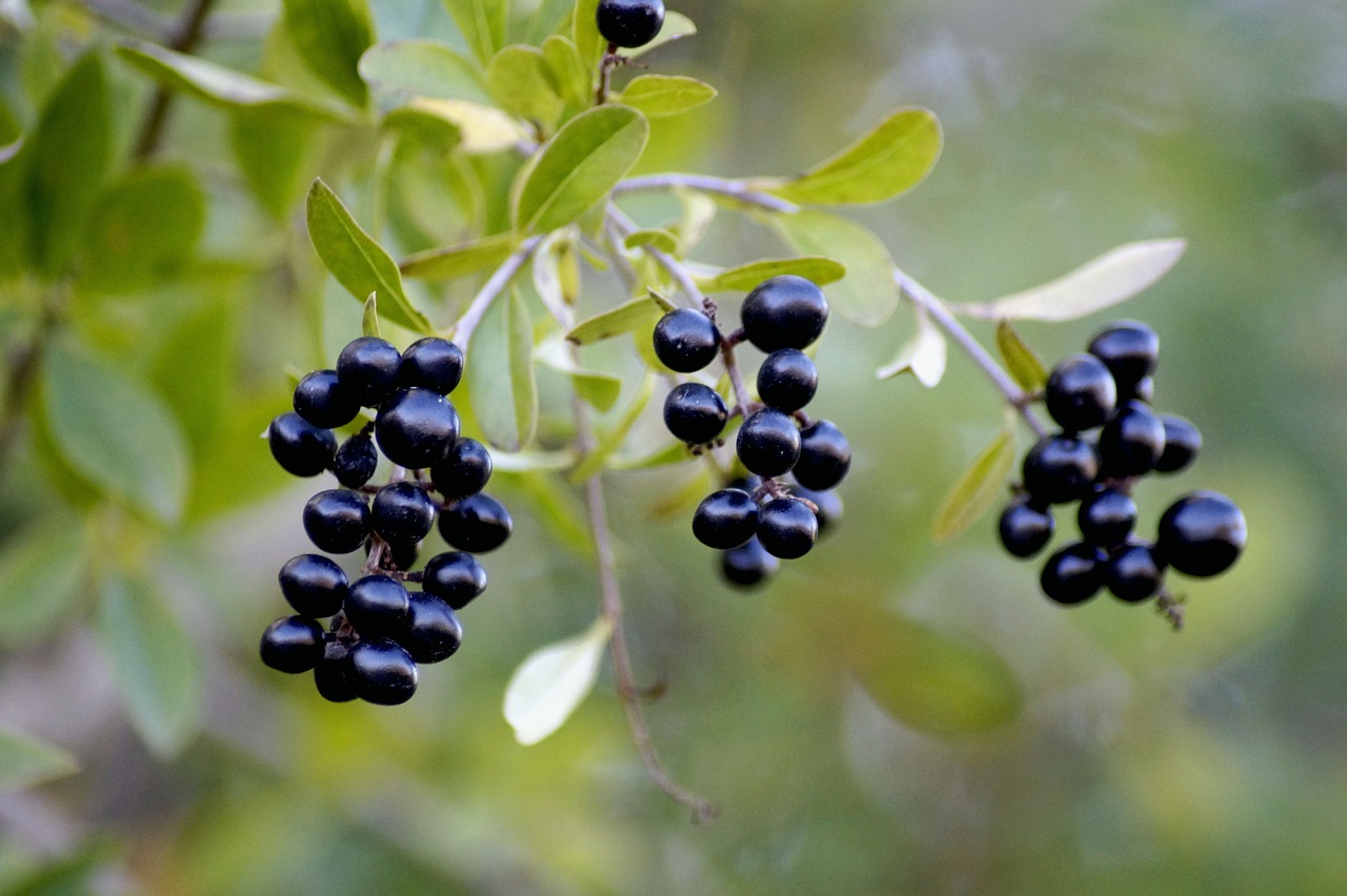 berries  fruit  tree free photo