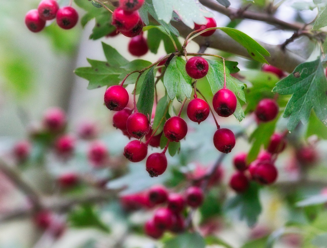 berries  autumn  fruits free photo