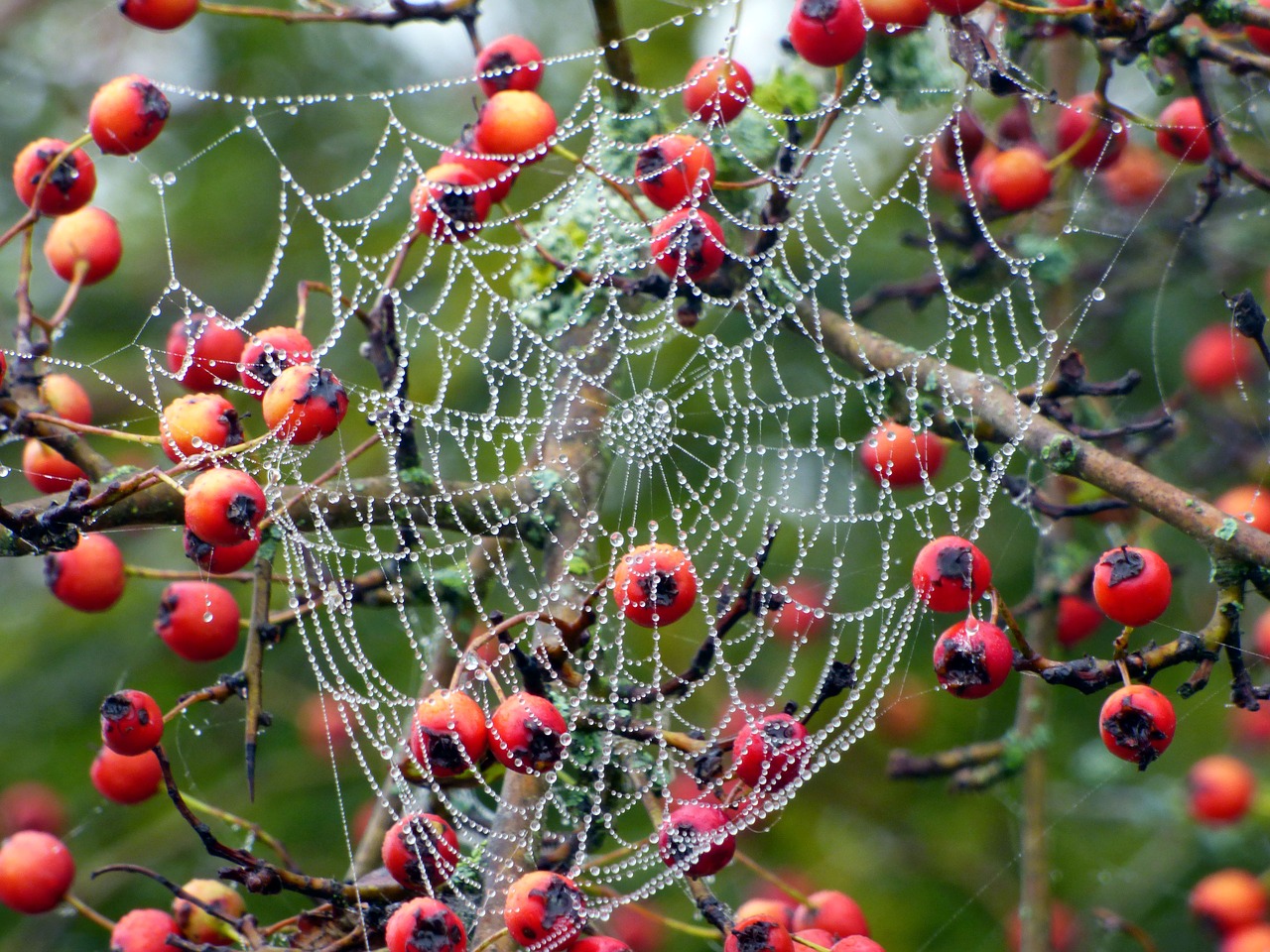 berries  red  canvas free photo