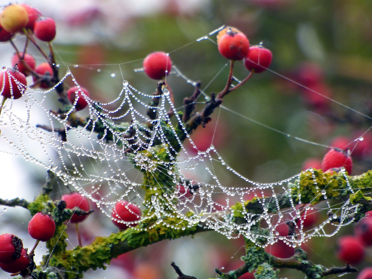 berries  red  wild free photo