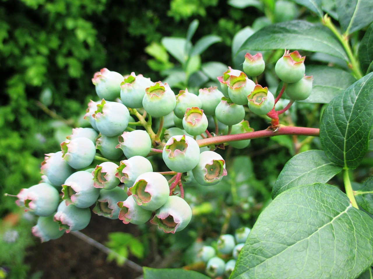 berries blueberries immature free photo