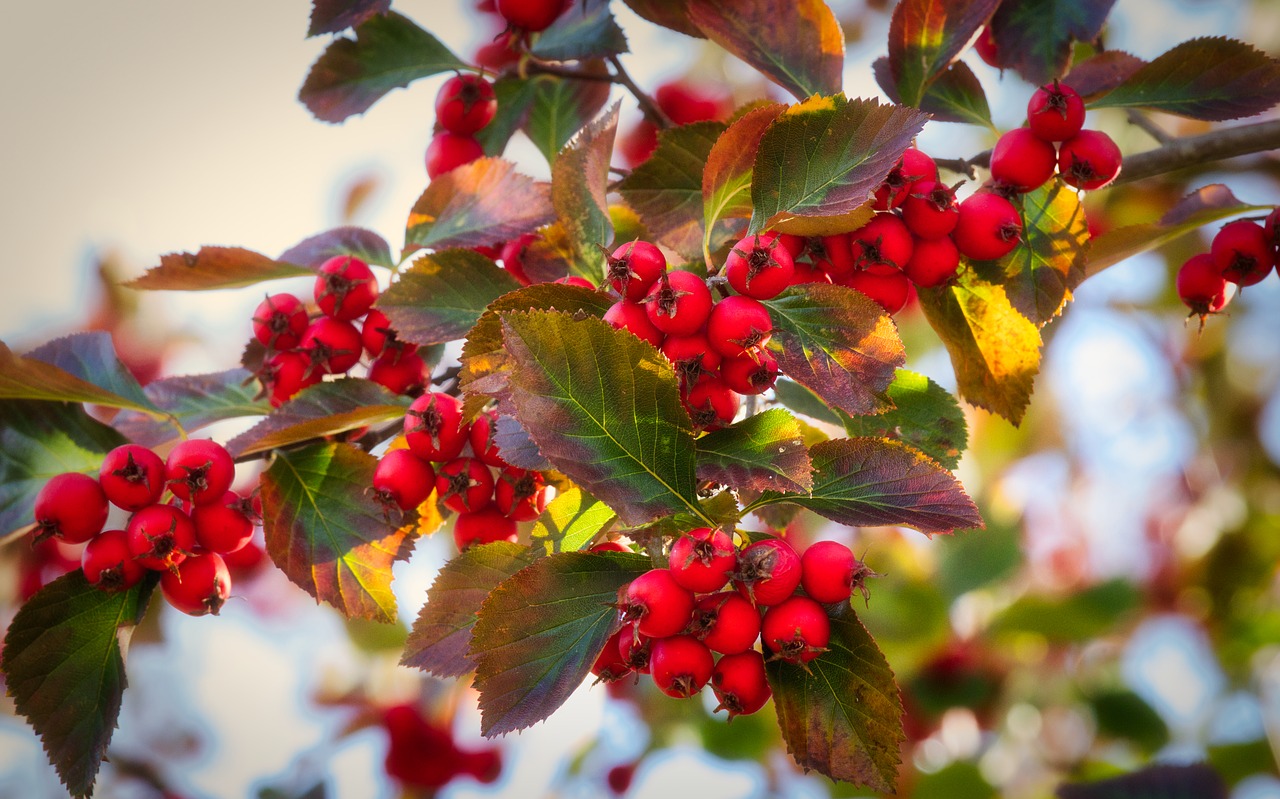 berries  branch  red free photo