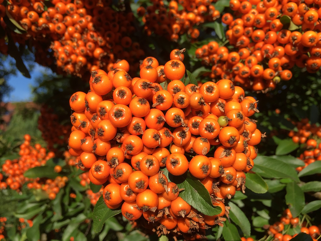 berries  autumn  fruits free photo