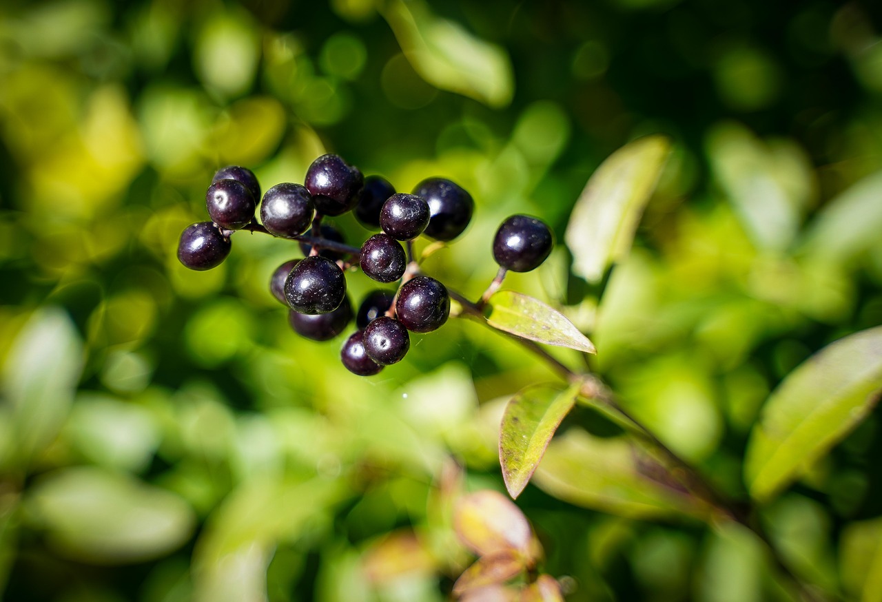 berries  black berry  privet free photo