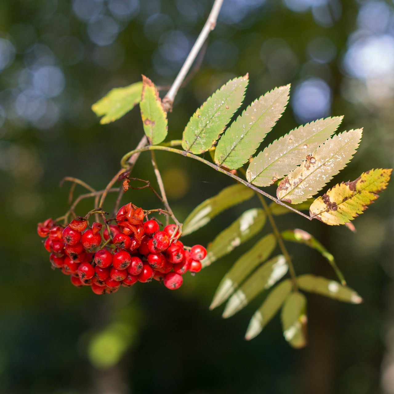 berries  berry  tree free photo