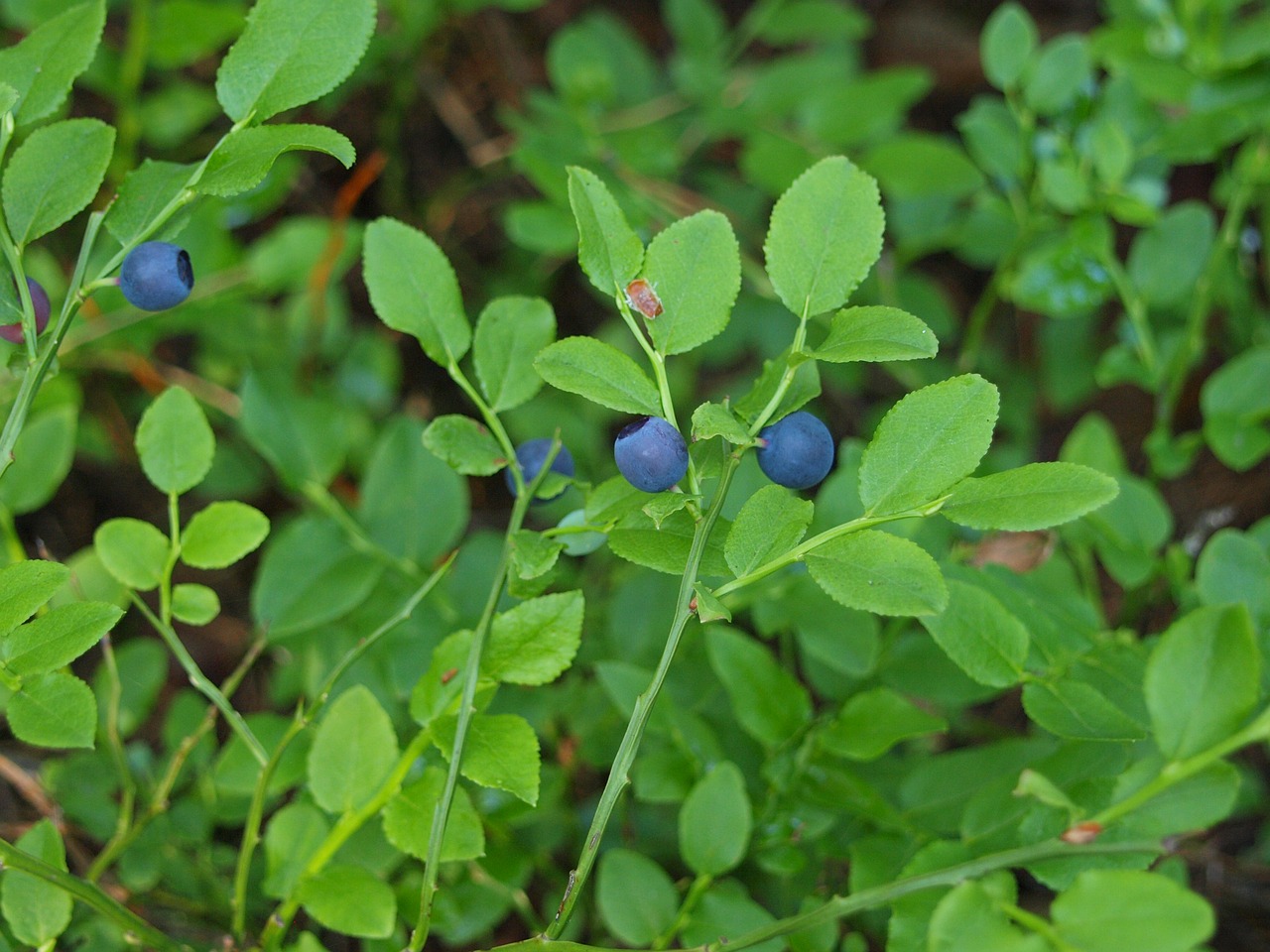 berries  forest  green free photo