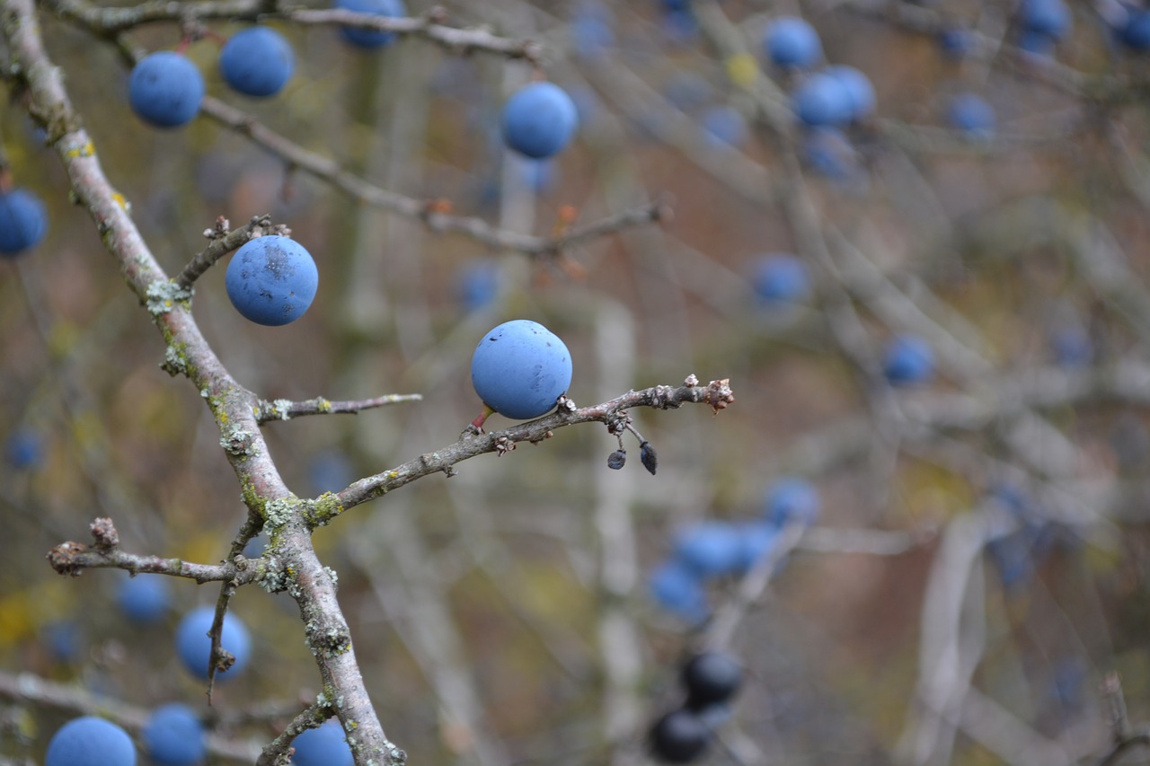 berries  nature  blue free photo