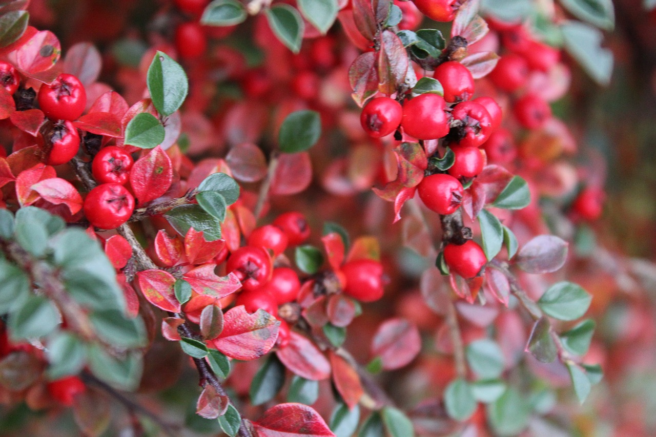 berries  closeup  berry free photo