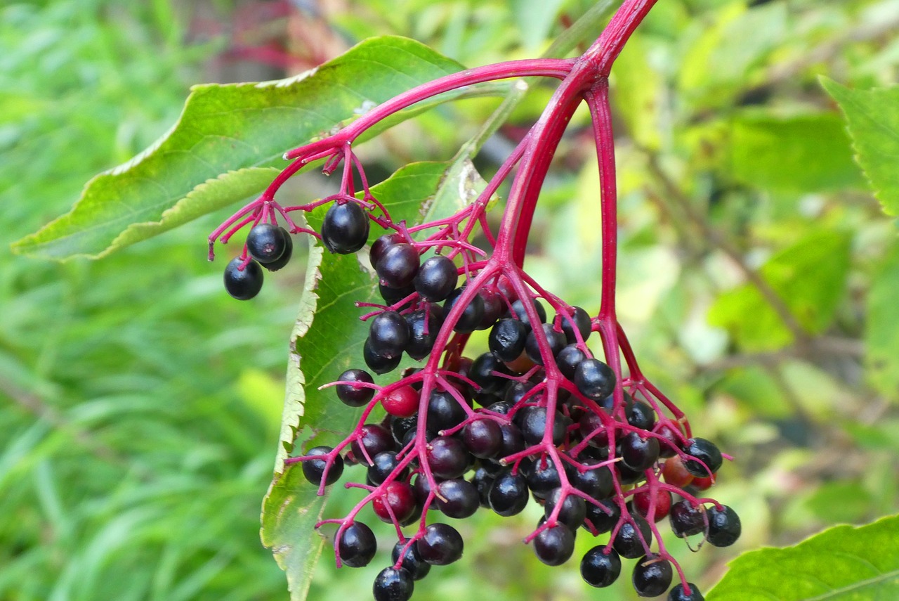 berries  elderberry  autumn free photo