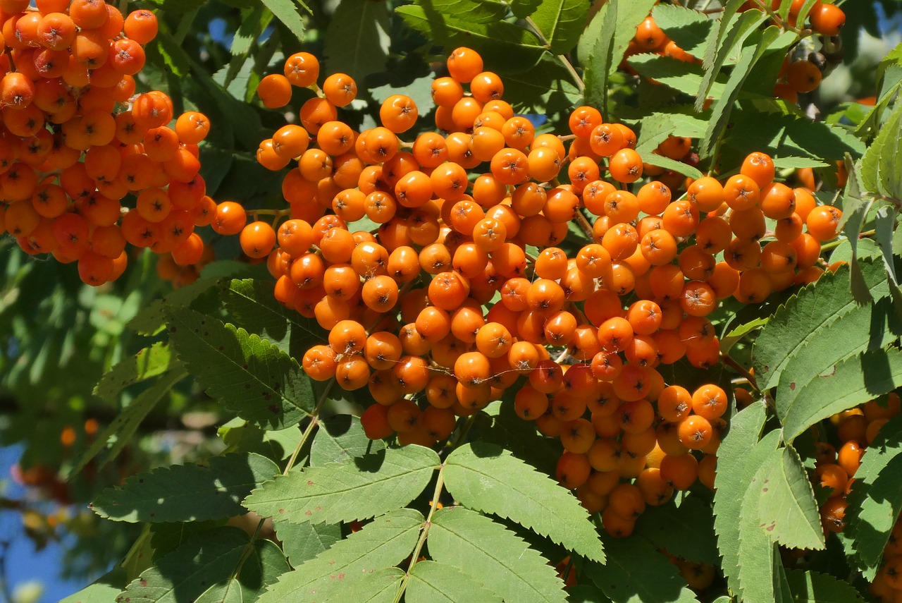 berries  rowan  orange free photo