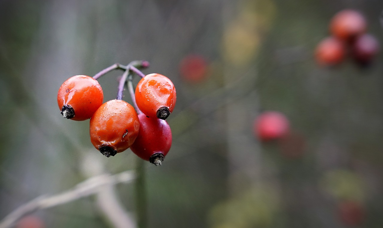 berries  red  fruit free photo