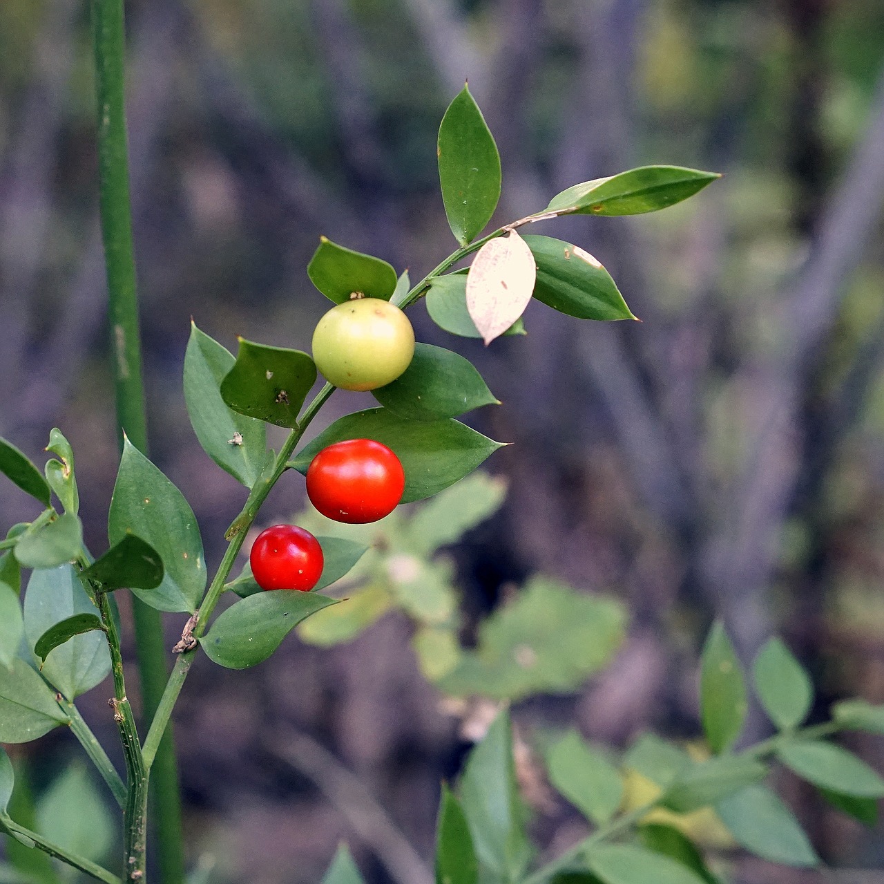 berries  red  yellow free photo