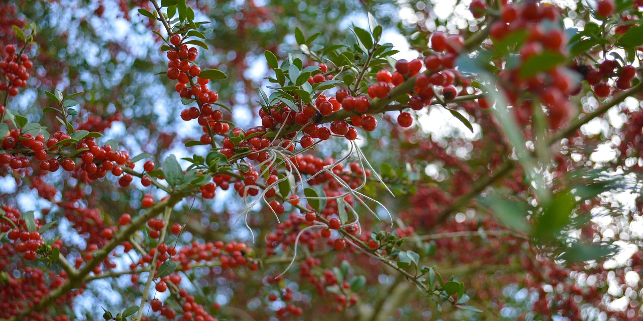 berries  red berries  nature free photo