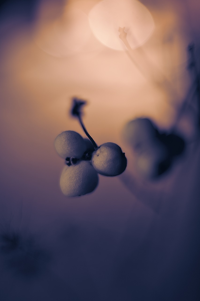 berries  rowanberries  nature free photo