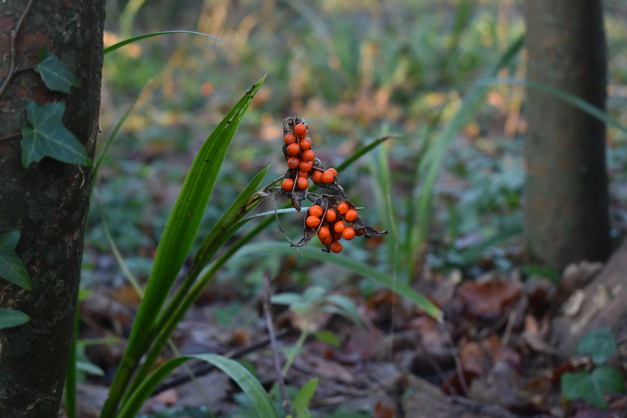 berries  woodland  berry free photo