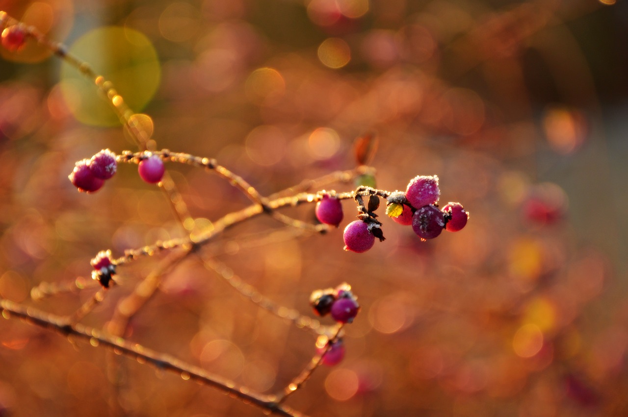 berries  fruits  ripe free photo