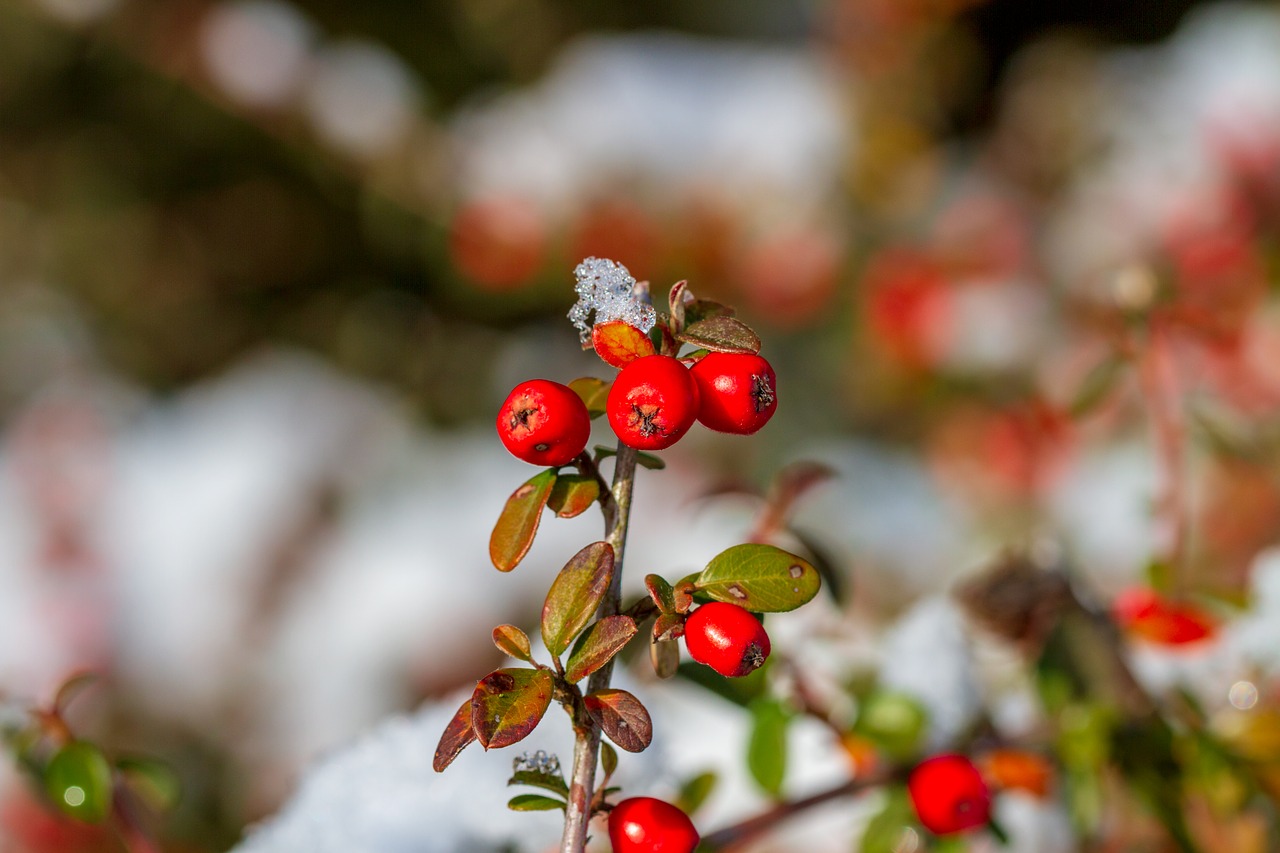 berries  red  winter free photo