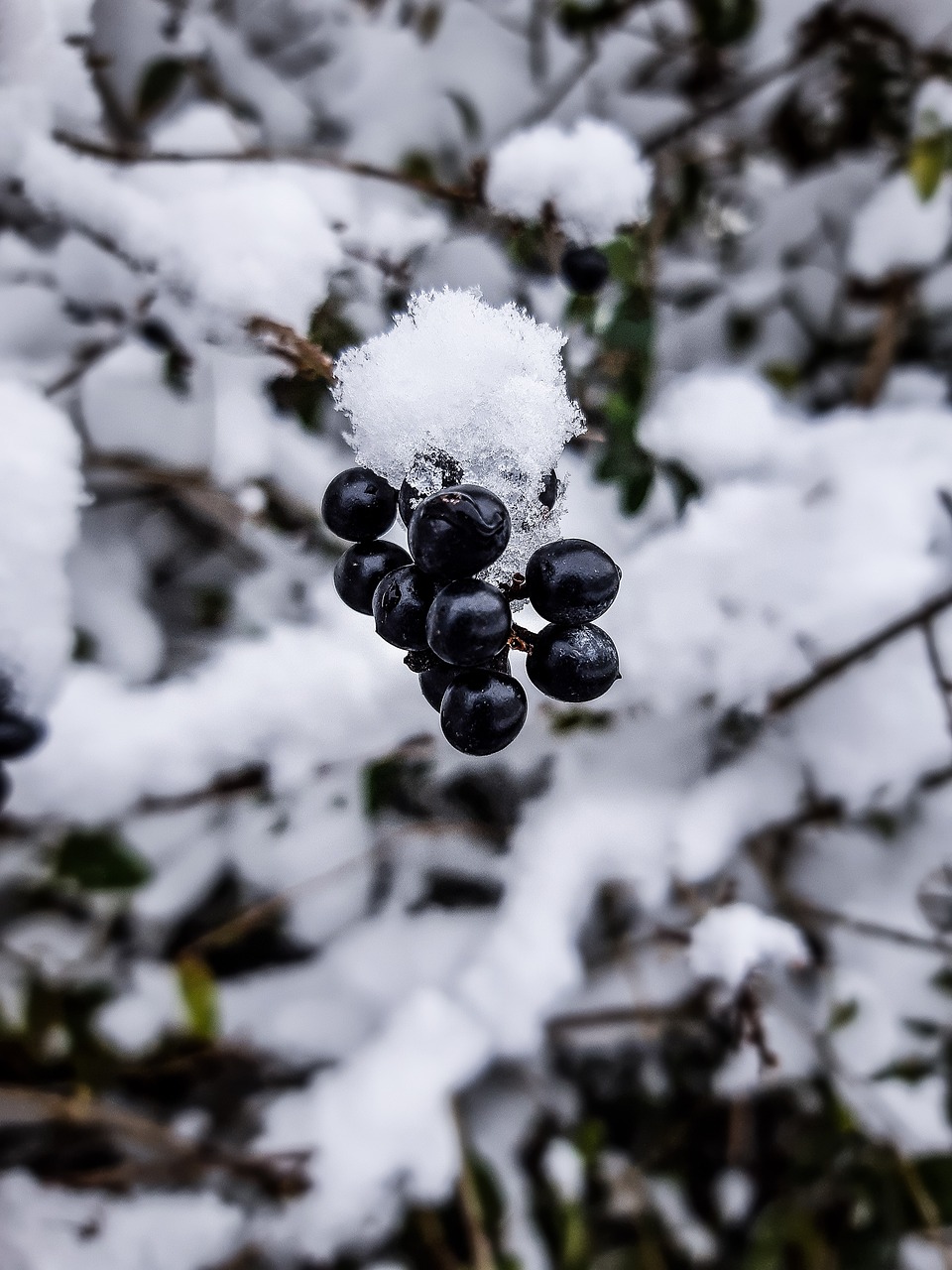 berries  snow  winter free photo