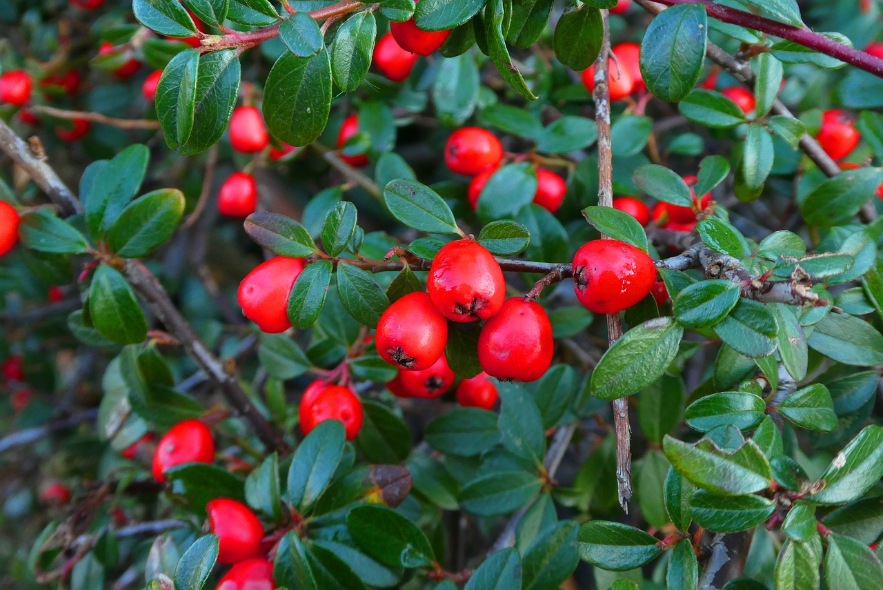 berries  bush  fruits free photo