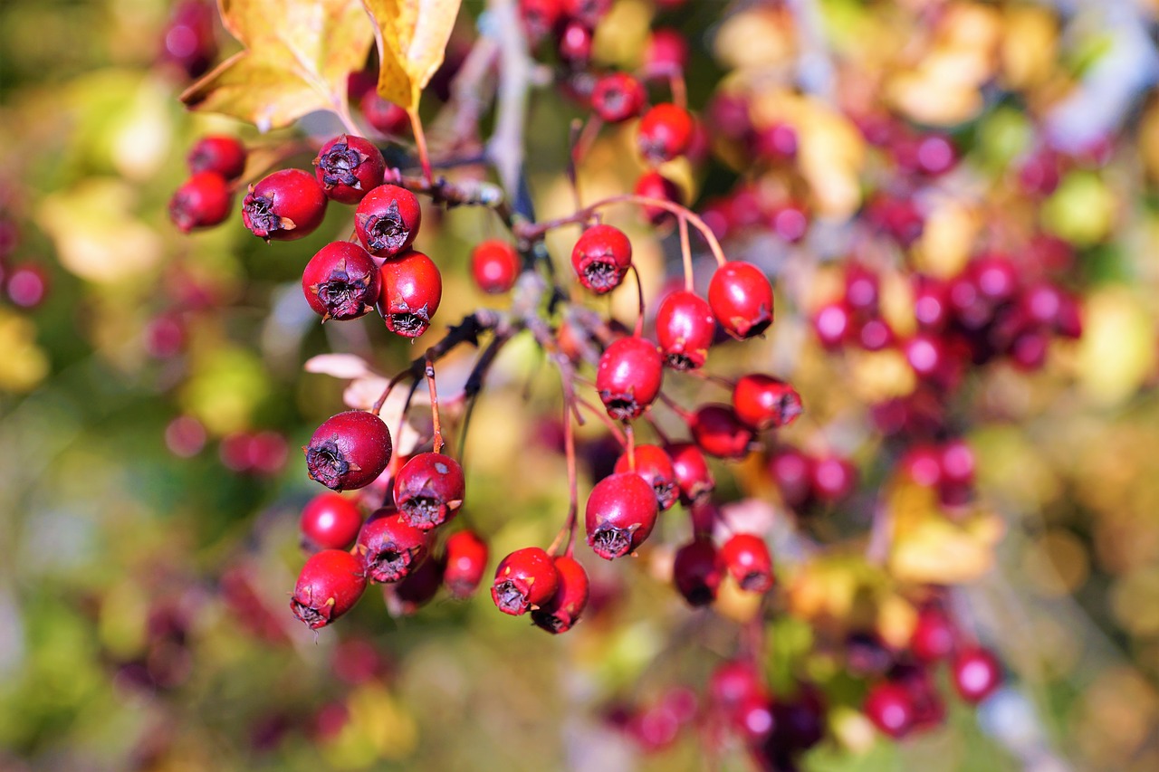 berries  fruit  branch free photo