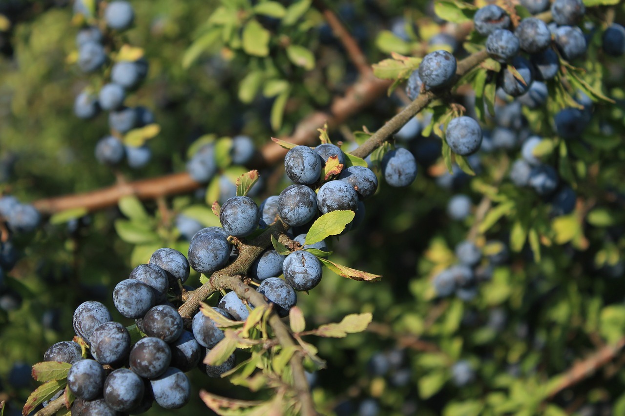 berries  nature  blue free photo