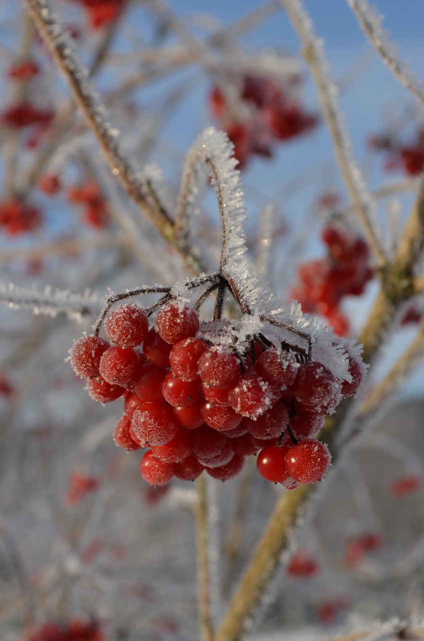 berries  bush  ice free photo