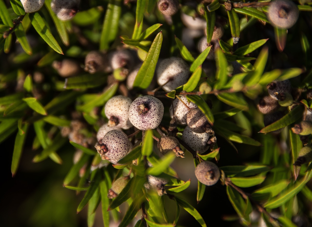 berries  fruit  midgen berry free photo