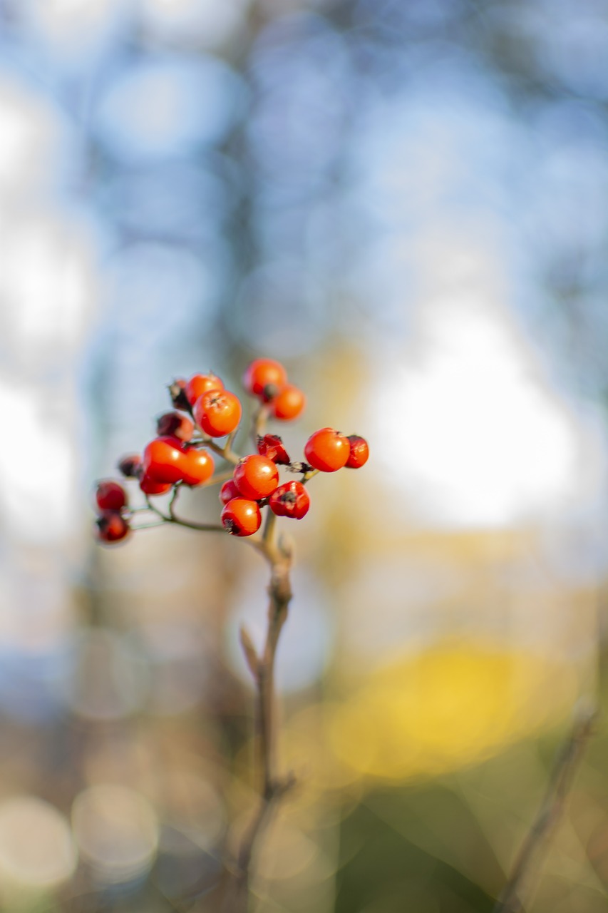 berries  bokeh  nature free photo