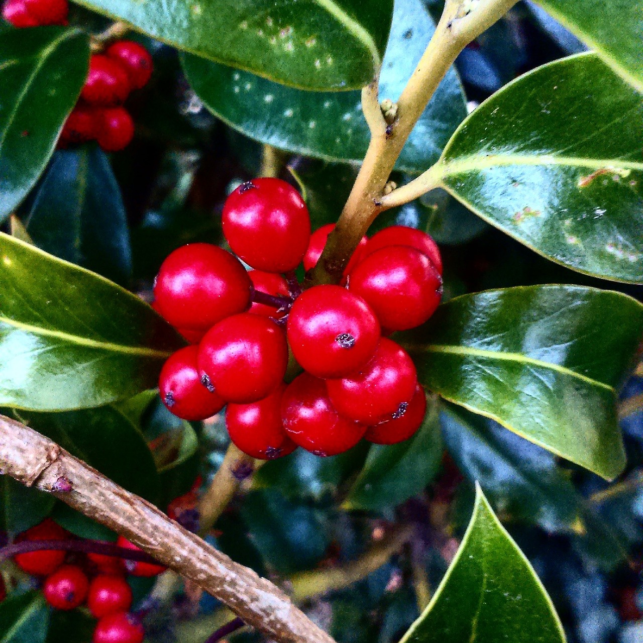 berries  nature  ripe free photo