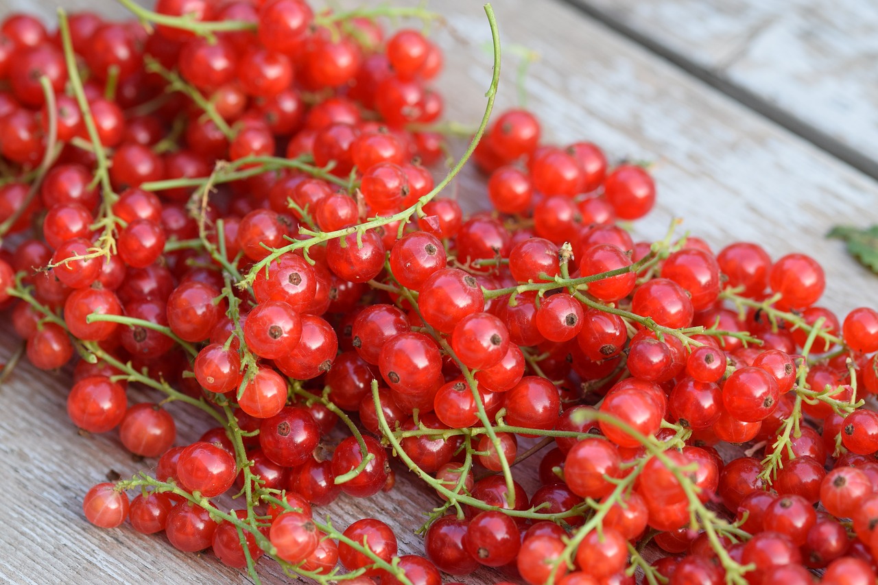 berries  fruit  food free photo