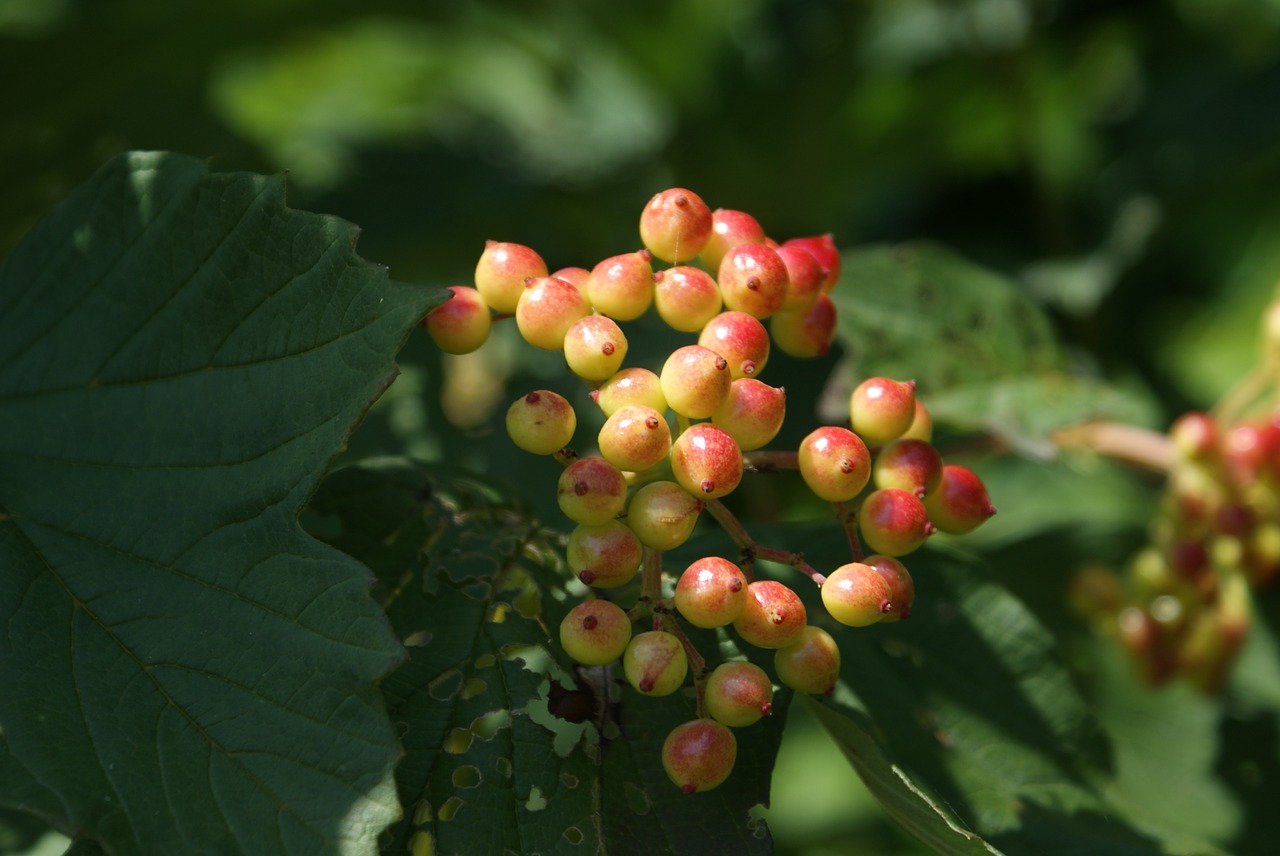 berries  plant  nature free photo