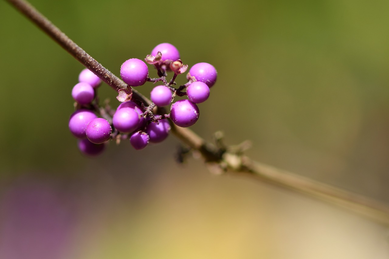 berries  purple  plant free photo