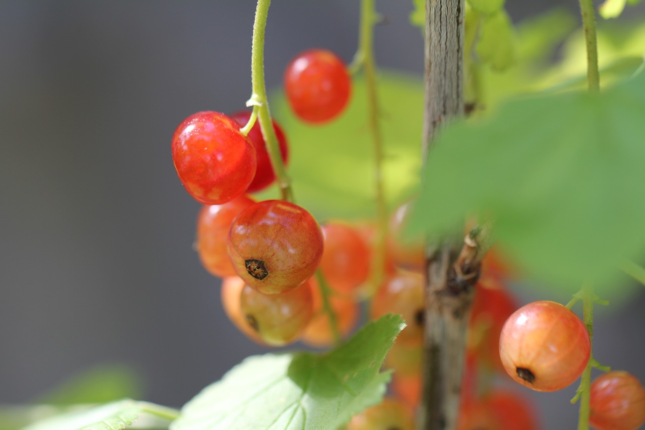 berries  currants  fruits free photo