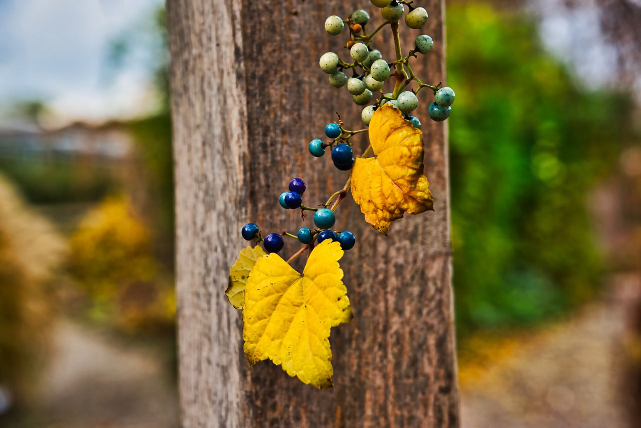 berries  plant  blue free photo