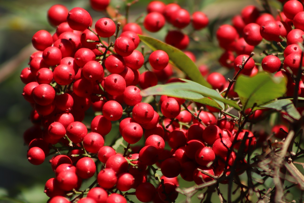 berries  berry red  sky bamboo free photo