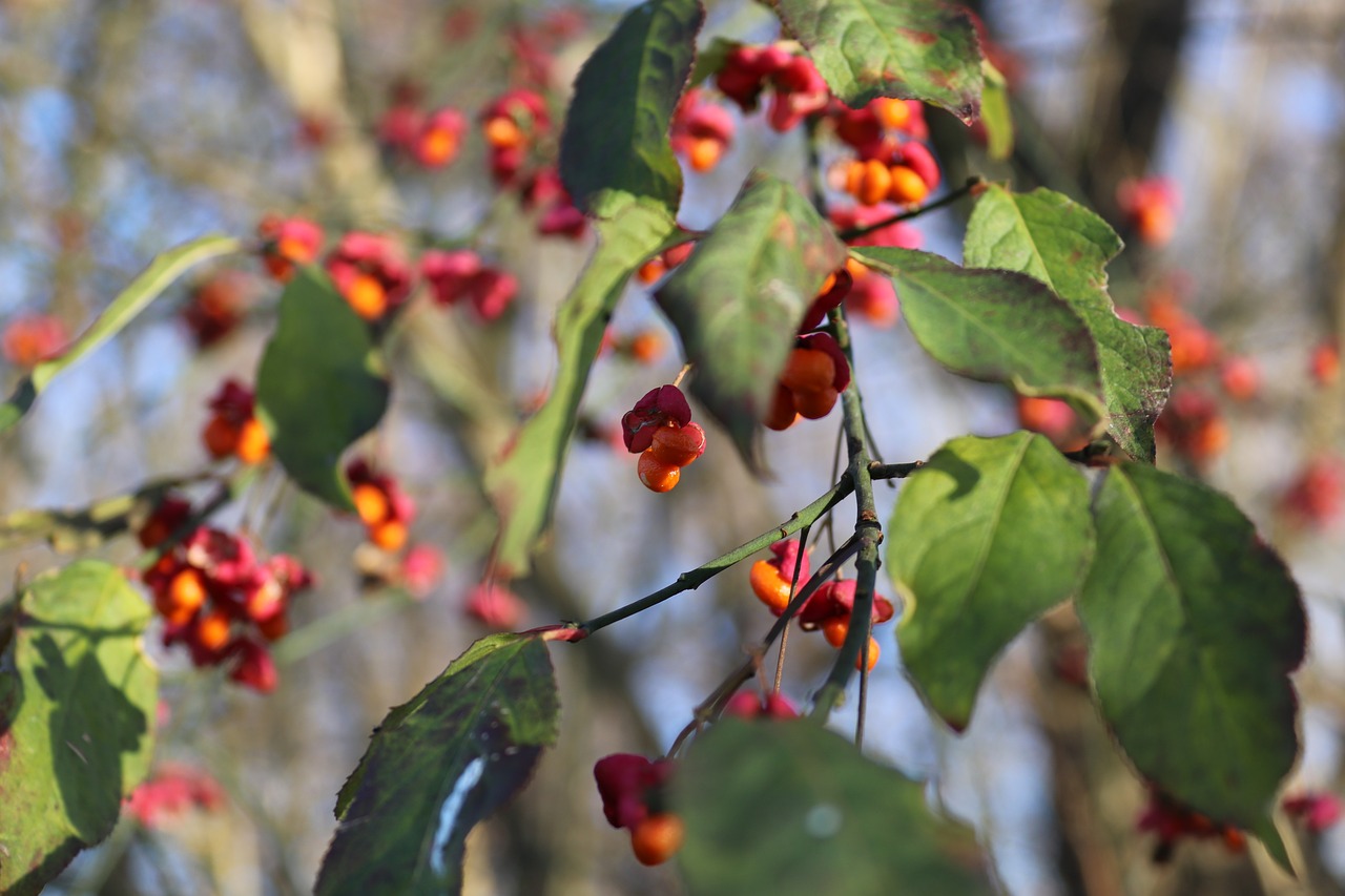 berries  autumn  leaves free photo