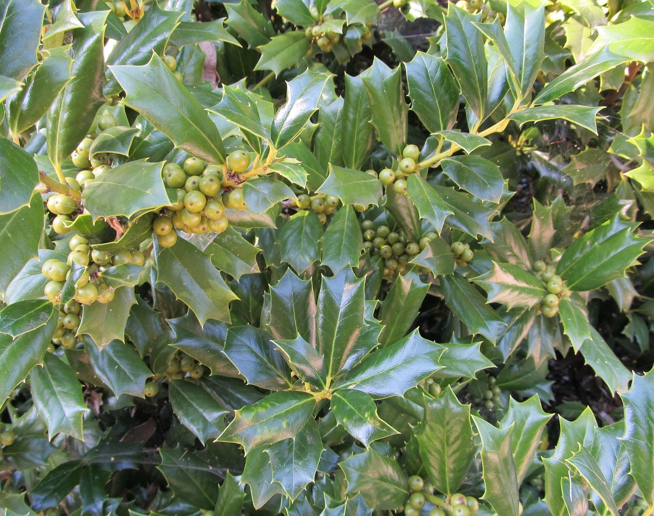 berries holly plant free photo