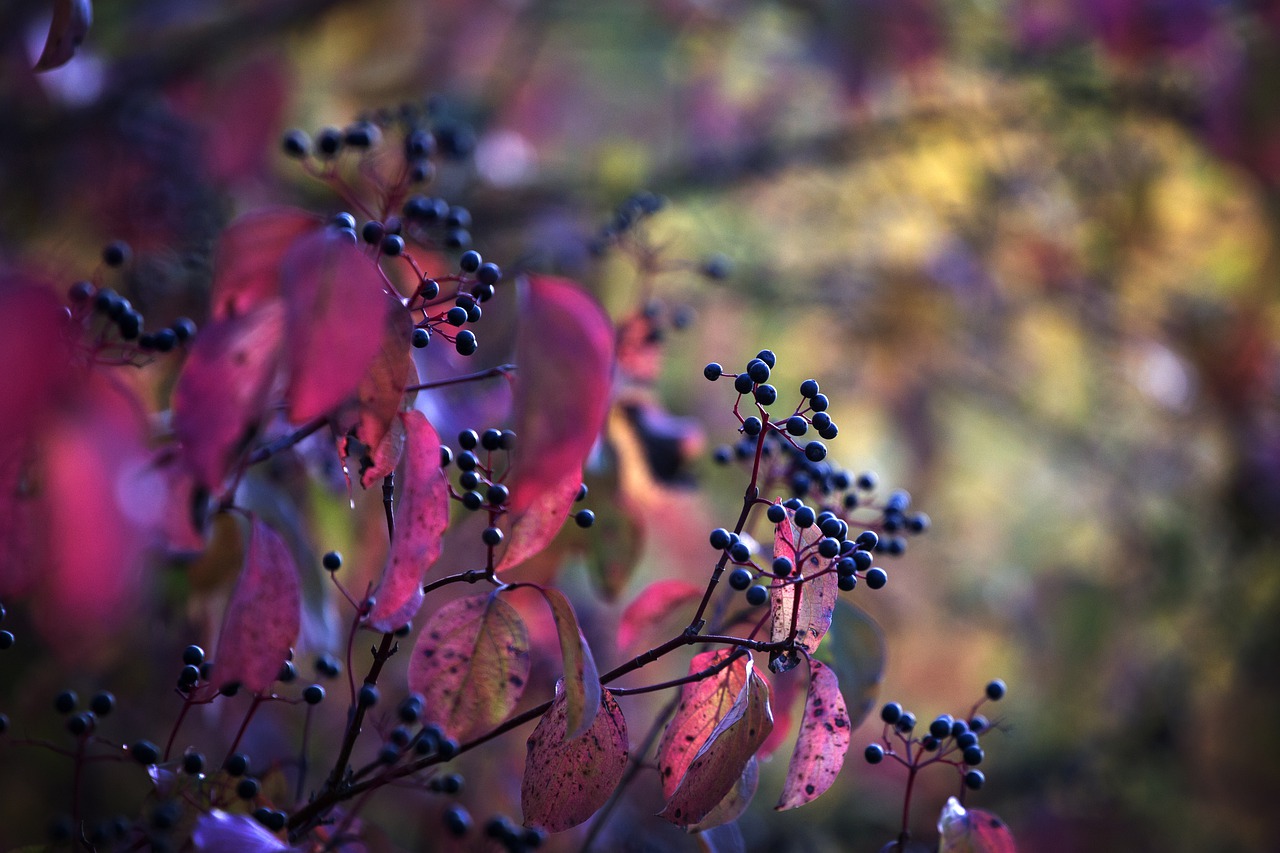 berries  leaves  red free photo