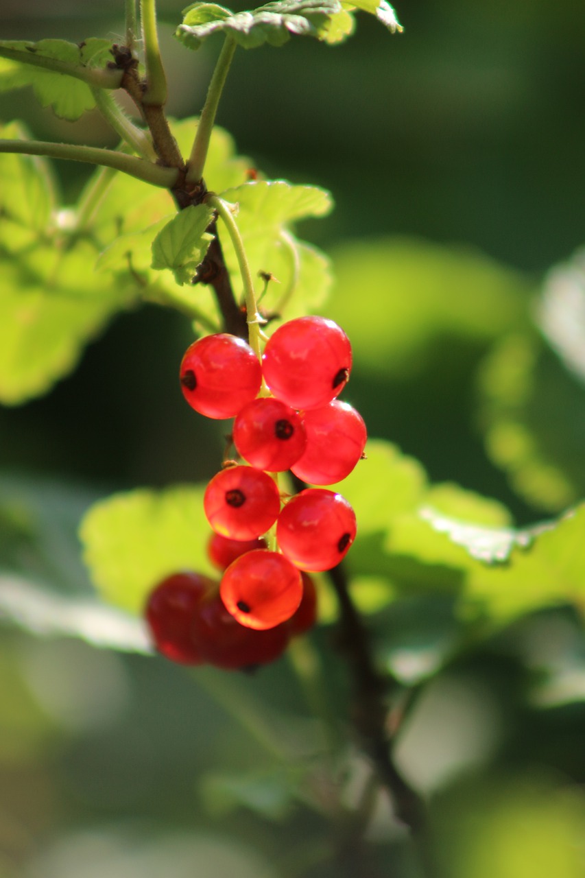 berries  currants  fruit free photo