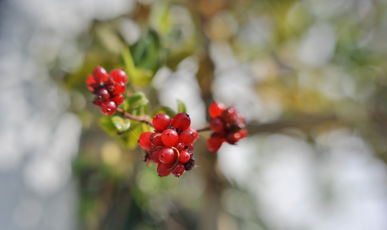 berries  nature  branch free photo