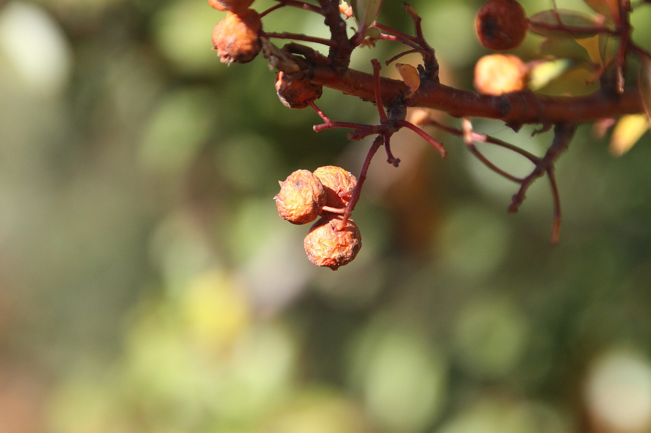 berries  winter  cold free photo