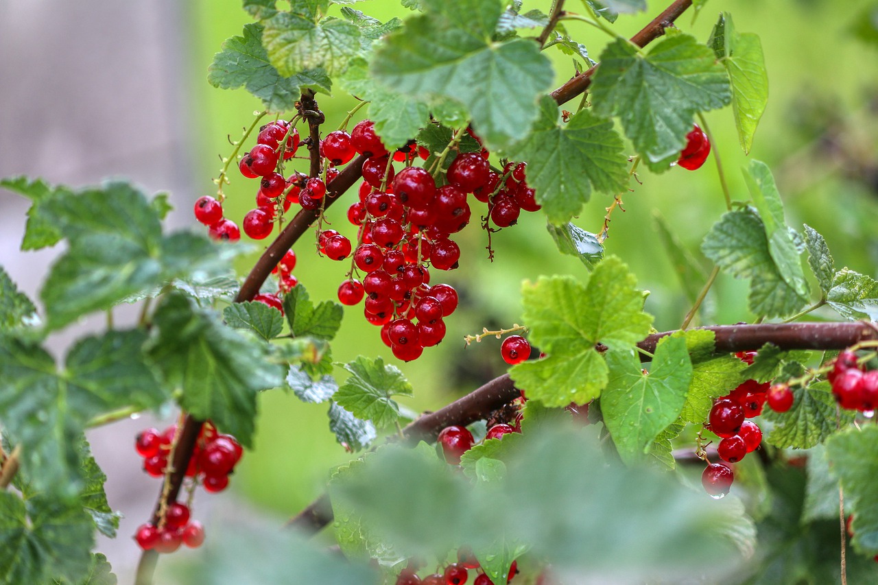 berries  currants  food free photo