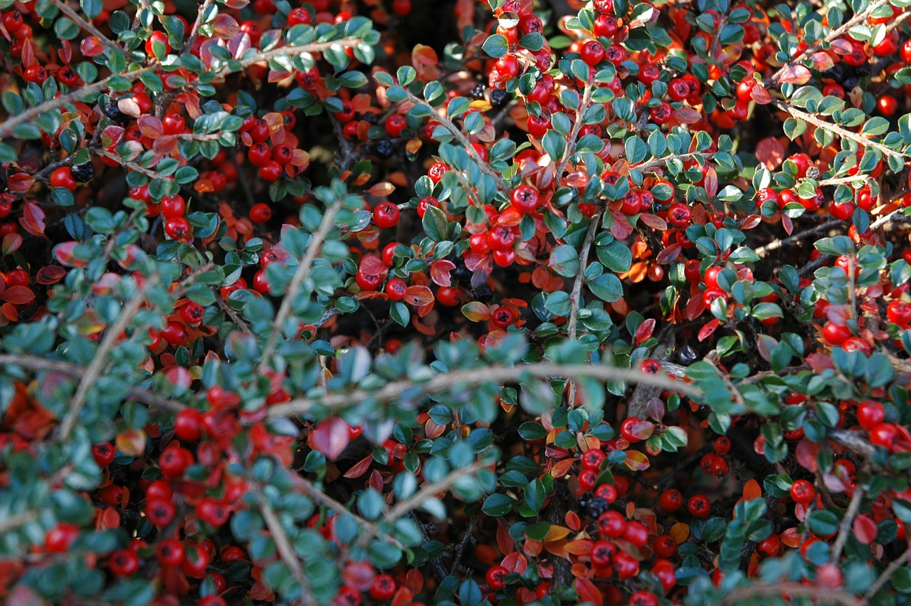 berries autumn cotoneaster free photo